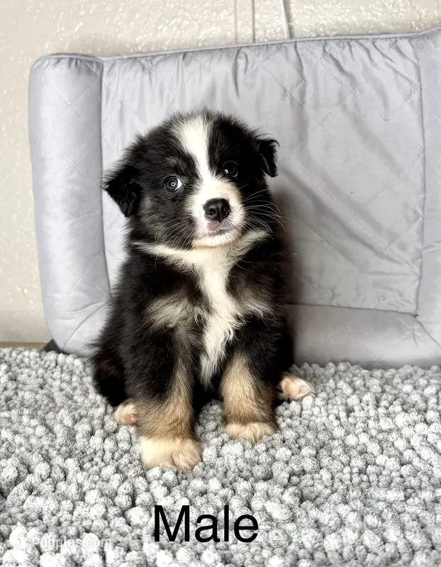 No name – Australian Shepherd puppy for sale in Lake Wales, FL