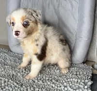 No name, a female Australian Shepherd for sale in Lake Wales, FL – 5 of 6