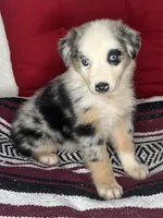 No name, a female Australian Shepherd for sale in Lake Wales, FL – 2 of 5