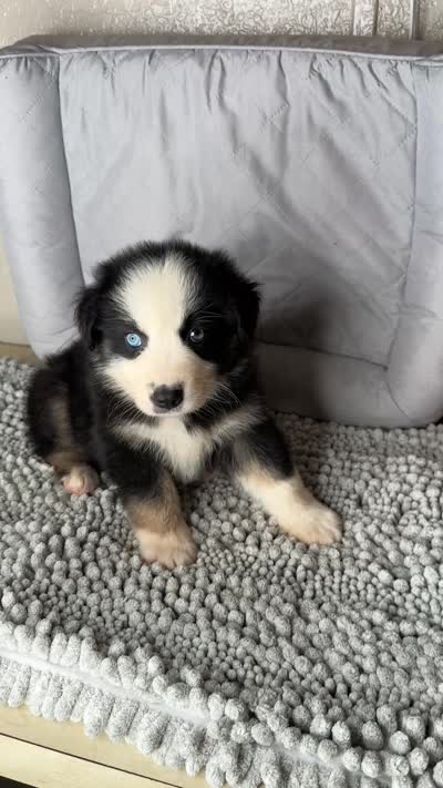 No name, a male Australian Shepherd for sale in Lake Wales, FL – 5 of 5