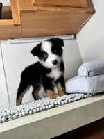 Black tri female , a female Australian Shepherd for sale in Frostproof, FL – 1 of 4