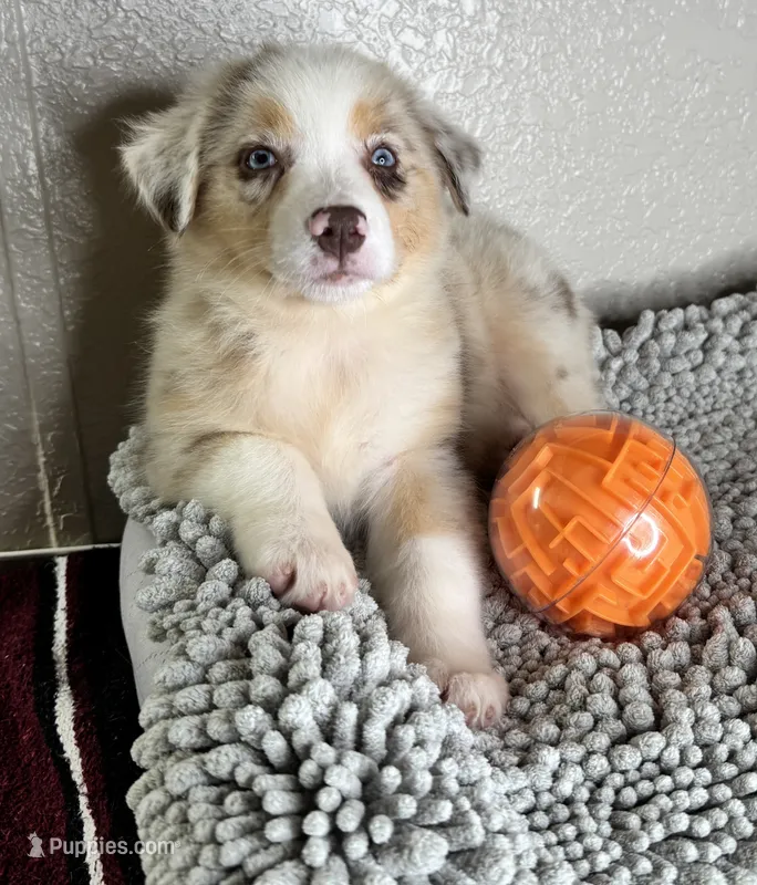 No name – Australian Shepherd puppy for sale in Lake Wales, FL