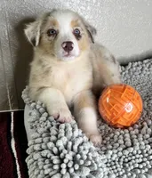 Red Merle Acuarela, a female Australian Shepherd for sale in Lake Wales, FL – 1 of 10