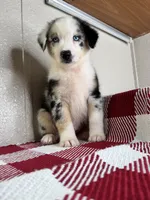 Blue Merle Nostra, a male Australian Shepherd for sale in Frostproof, FL – 7 of 7