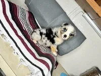 No name, a male Australian Shepherd for sale in Lake Wales, FL – 3 of 6
