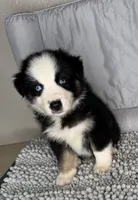 No name, a male Australian Shepherd for sale in Lake Wales, FL – 2 of 5