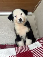 Black Tri Nostra, a male Australian Shepherd for sale in Frostproof, FL – 4 of 7