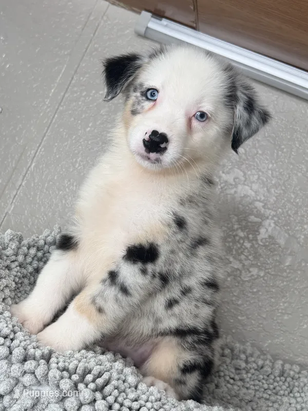 Blue Merle Acuarela – Australian Shepherd puppy for sale in Frostproof, FL