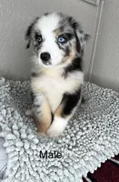 Blue Merle Acuarela, a male Australian Shepherd for sale in Frostproof, FL – 7 of 8