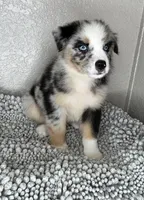 Blue Merle Acuarela, a male Australian Shepherd for sale in Frostproof, FL – 2 of 8