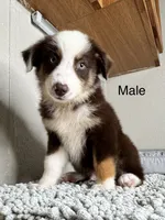 Chocolate tri Chipa, a male Australian Shepherd for sale in Frostproof, FL – 2 of 4