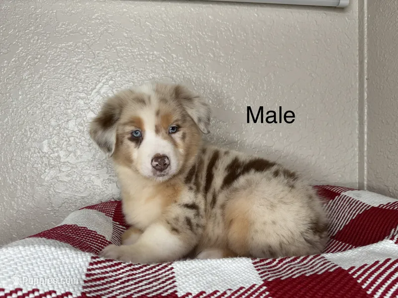 Red Merle Nostra – Australian Shepherd puppy for sale in Frostproof, FL