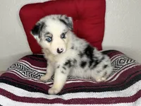 No name, a female Australian Shepherd for sale in Lake Wales, FL – 4 of 4