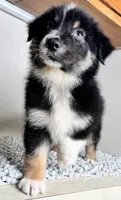 Black tri Chipa, a male Australian Shepherd for sale in Frostproof, FL – 2 of 4