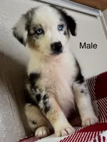 Blue Merle Nostra, a male Australian Shepherd for sale in Frostproof, FL – 3 of 7