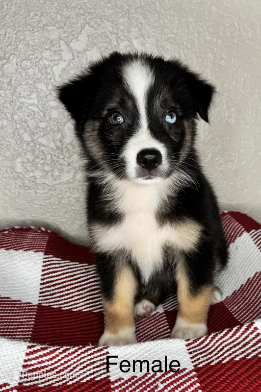 Black Tri Nostra – Australian Shepherd puppy for sale in Frostproof, FL