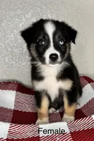 Black Tri Nostra, a female Australian Shepherd for sale in Frostproof, FL – 1 of 6