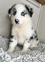 Blue Merle Acuarela , a female Australian Shepherd for sale in Frostproof, FL – 3 of 9