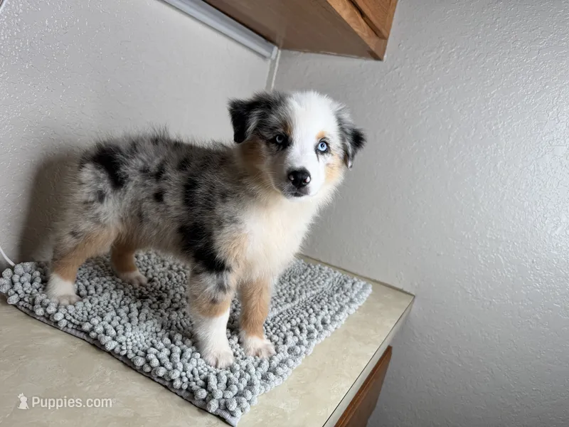 Blue Merle Chipa  – Australian Shepherd puppy for sale in Frostproof, FL
