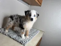 Blue Merle Chipa , a male Australian Shepherd for sale in Frostproof, FL – 1 of 4