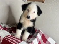 Black Tri Nostra, a male Australian Shepherd for sale in Frostproof, FL – 6 of 7