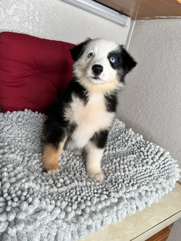Black tri Chipa  – Australian Shepherd puppy for sale in Frostproof, FL