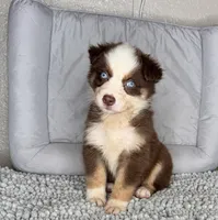 No name, a male Australian Shepherd for sale in Lake Wales, FL – 3 of 4