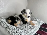 Blue Merle Acuarela, a female Australian Shepherd for sale in Frostproof, FL – 2 of 8