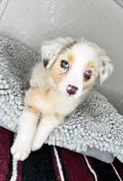 Red Merle Acuarela, a female Australian Shepherd for sale in Lake Wales, FL – 9 of 10