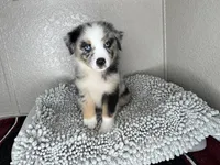 Blue Merle Acuarela, a male Australian Shepherd for sale in Frostproof, FL – 5 of 8