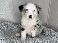 Blue Merle Acuarela, a male Australian Shepherd for sale in Frostproof, FL – 3 of 7