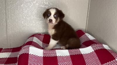 Chocolate Tri Nostra, a female Australian Shepherd for sale in Frostproof, FL – 7 of 7
