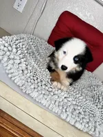 Black tri Chipa , a female Australian Shepherd for sale in Frostproof, FL – 4 of 4