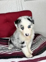 No name, a female Australian Shepherd for sale in Lake Wales, FL – 2 of 4