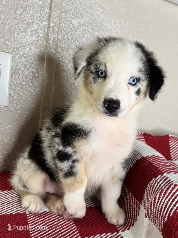 Blue Merle Nostra – Australian Shepherd puppy for sale in Frostproof, FL