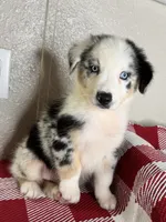 Blue Merle Nostra, a male Australian Shepherd for sale in Frostproof, FL – 1 of 7
