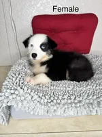 Black tri Chipa , a female Australian Shepherd for sale in Frostproof, FL – 2 of 4