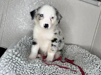Blue Merle Acuarela, a male Australian Shepherd for sale in Frostproof, FL – 7 of 7