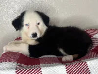 Black Tri Nostra, a male Australian Shepherd for sale in Frostproof, FL – 4 of 4