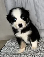 No name, a male Australian Shepherd for sale in Lake Wales, FL – 4 of 5