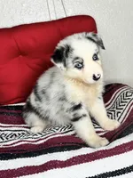 No name, a female Australian Shepherd for sale in Lake Wales, FL – 3 of 4