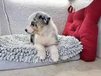 Blue Merle Chipa , a female Australian Shepherd for sale in Frostproof, FL – 2 of 4