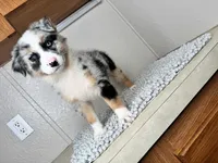 Blue Merle  Chipa , a female Australian Shepherd for sale in Frostproof, FL – 4 of 4
