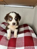 Chocolate Tri Nostra, a female Australian Shepherd for sale in Frostproof, FL – 4 of 7