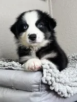 Black Tri Acuarela , a male Australian Shepherd for sale in Frostproof, FL – 8 of 8