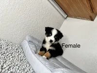Black tri female , a female Australian Shepherd for sale in Frostproof, FL – 4 of 4