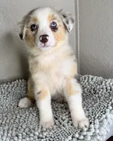 Red Merle Acuarela, a female Australian Shepherd for sale in Lake Wales, FL – 10 of 10