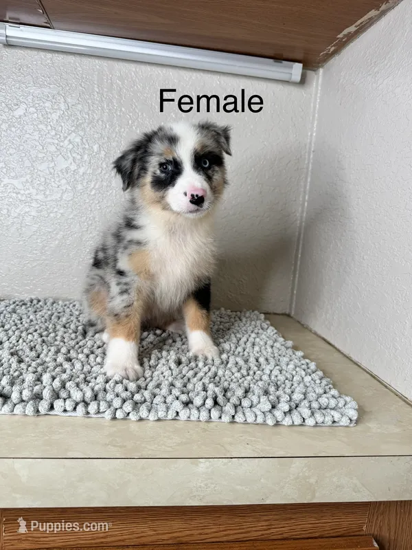 Blue Merle  Chipa  – Australian Shepherd puppy for sale in Frostproof, FL