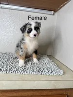 Blue Merle  Chipa , a female Australian Shepherd for sale in Frostproof, FL – 1 of 4