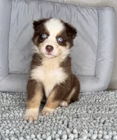 No name, a male Australian Shepherd for sale in Lake Wales, FL – 2 of 4